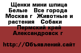 Щенки мини шпица Белые - Все города, Москва г. Животные и растения » Собаки   . Пермский край,Александровск г.